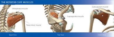 Check spelling or type a new query. Rotator Cuff The Shoulder Stabilisers