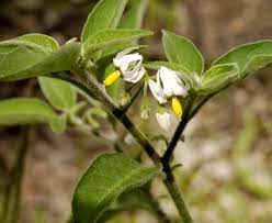 Image result for Solanum chenopodioides
