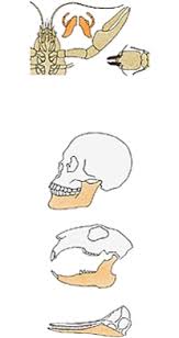 Localisation de la mandibule la mandibule est étroitement associée au crâne, avec lequel elle la mandibule est constituée d'un corps et de deux branches. Mandibule Larousse