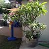 If it's super dry where you live, you can place a mister or humidifier near your plant to help add extra moisture to the air. 1