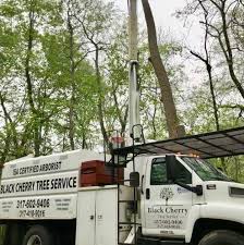 Maybe you would like to learn more about one of these? 5 Best Tree Services In Indianapolis