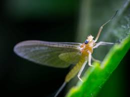 Why do some insects only live for a day? | Questions | Naked Scientists