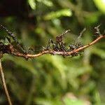 Image result for Hymenophyllum triangulare