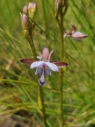 Image result for Eulophia fridericii