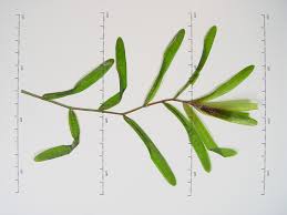 Image result for Potamogeton crispus