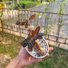 Image result for Phyllanthus mendesii