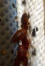 Bed bugs pest control in dubai, uae. Bed Bug Extermination In Phoenix Az Ecoforce Bedbug Services