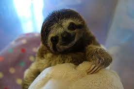Meet Lunita The Cutest Baby Sloth On Planet Earth Cute Baby Sloths Baby Sloth Cute Sloth