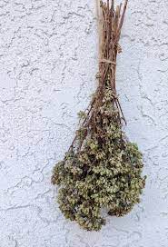 How To Dry Oregano Ciaoflorentina