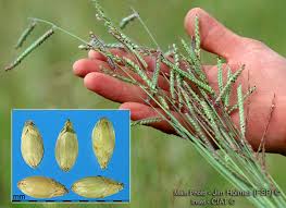 Image result for Urochloa brizantha
