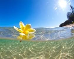 This Item Is Unavailable Etsy Hawaiian Plumeria Underwater Flowers Plumeria