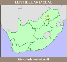 Image result for Utricularia welwitschii