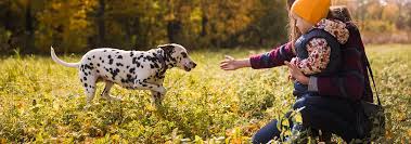 Dalmatian Dog Breed Facts And Personality Traits Hills Pet