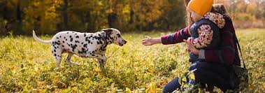 dalmatian dog breed facts and personality traits hills pet