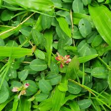 Image result for Alysicarpus zeyheri