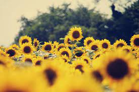 Sunflower Tumblr Wallpaper Photo With High Definition Wallpaper 3456x2304 Px 510 38 Kb Sunflower Images Sunflower Pictures Sunflowers Background