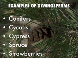 Angiosperms Gymnosperms A Haiku Deck By Adam Clark Gymnosperm Learning Science Life Science