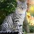 American Shorthair Cat Breeders Near Me Selling Kittens
