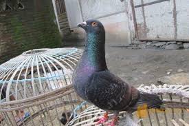 Praktik jual beli burung peliharaan di pasar burung peksi bacingah dilakukan dengan cara pembeli datang ke pasar burung untuk mengamati dan melihat burung yang diinginkan, pembeli dalam hal ini mengamati jenis burung, fisik burung, suara, dan bulu burung. Merpati Tinggi Kolong Patek Trah Talek Bernama Gareng Ter 200 Juta Purwokerto Jualo