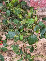 Image result for Petiveriaceae