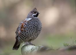 Hazel Grouse By Oyvind Sandbulokken 500px