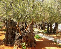 Ancient Olive Trees At The Garden Of Getsemane Israel Garden Of Gethsemane Jerusalem Israel Holy Land Israel