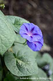 My Late September Garden And Pond Tour Town Country Living Blue Morning Glory Beautiful Flower Arrangements Garden Tours