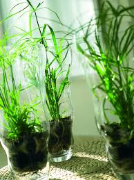 Image result for Cyperus spiralis