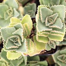 Image result for Plectranthus elegans