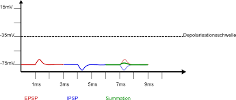 Ipsp were first investigated in motorneurons by david p. Neurophysiologie Postsynaptische Potentiale Und Die Verrrechnung An Synapsen