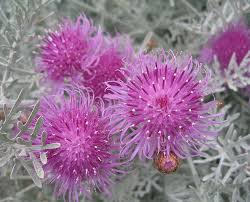 Image result for Centaurea praecox