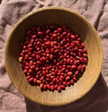 Image result for Buchnera libenii