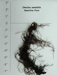 Image result for Manulea conferta