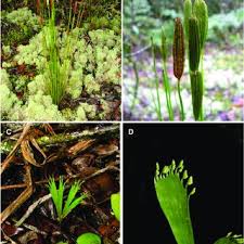 Image result for Schizaea pectinata