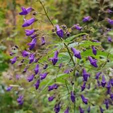 Image result for Isodon ramosissimus