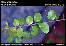 Image result for Flacourtia indica