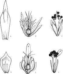 Image result for Scleria melanotricha