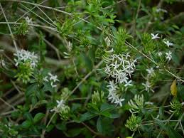 Image result for Pavetta uniflora