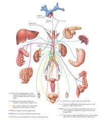 Pin On Abdomen Anatomy