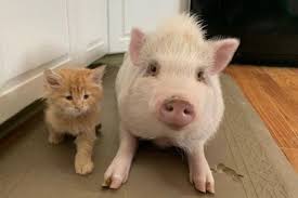 Risultati immagini per porco