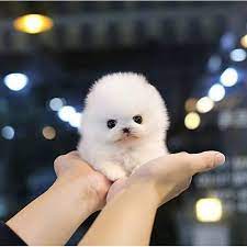 Teacup Pomeranian For Sale Near Me Puppies For Sale In Usa