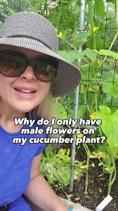 Image result for male flowers cucumber