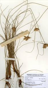 Image result for Cyperus margaritaceus