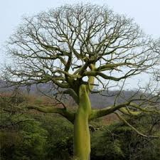 Image result for Ceiba