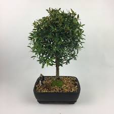 Indoors or when temps are above 40 degrees can be kept. Bonsai Live Tree Global Brush Cherry Eugenia Myrtifolia Indoor Or Outdoor Plant Housewarming And Unique Birthday Holiday Gif Outdoor Plants Live Tree Plants