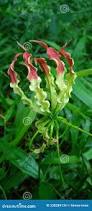 Image result for Colchicaceae