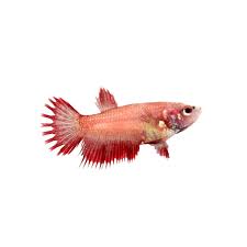 Red Female Crowntail Betta Fish For Sale Order Online Petco Betta Fish Betta Fish Types Betta