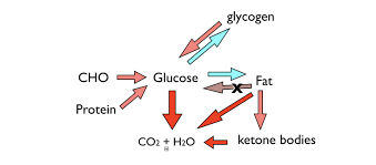 Novel use of glucagon in a closed‐loop system for prevention of hypoglycemia in type 1 diabetes. Crossfit An Introduction To Metabolism