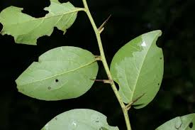 Image result for Ximenia americana