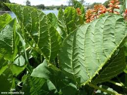 Image result for Erythrina zeyheri